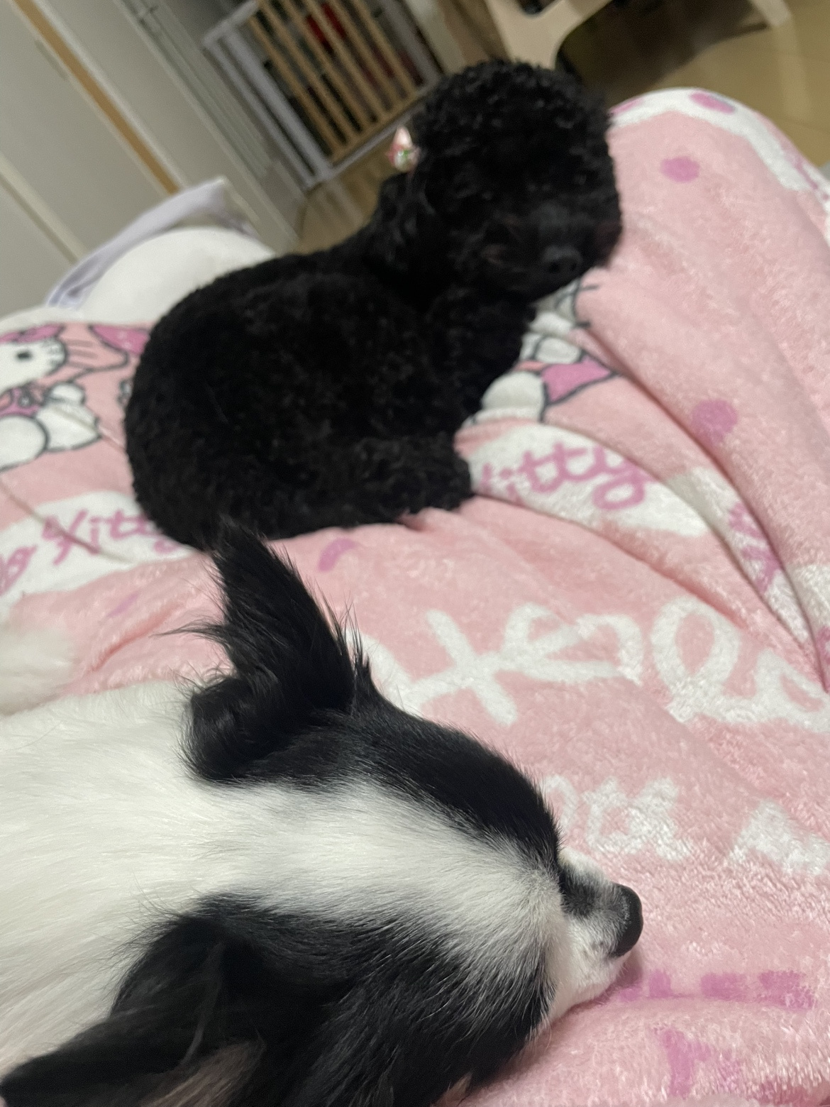 我が家の寒がり軍団の画像