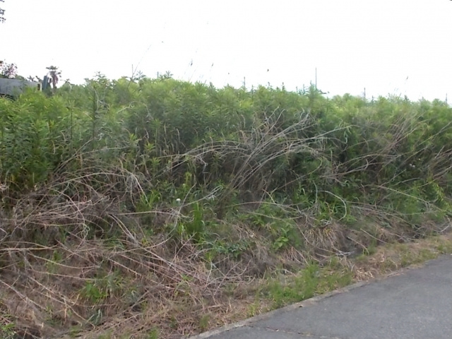 長年放置している土地