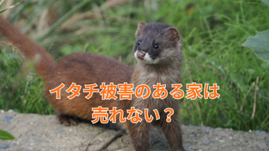 収益物件の売却にイタチ被害は影響する?主なデメリットや対策も紹介の画像