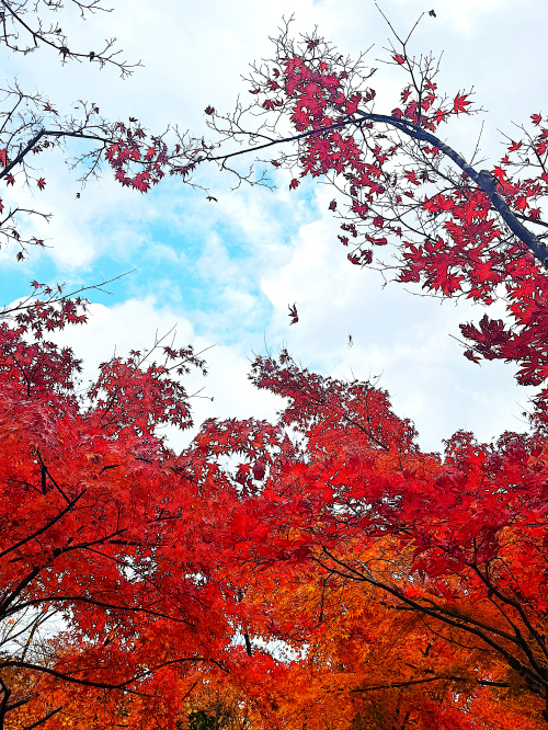秋の代名詞　紅葉と仙石原のすすき野の画像