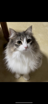 家族紹介の画像