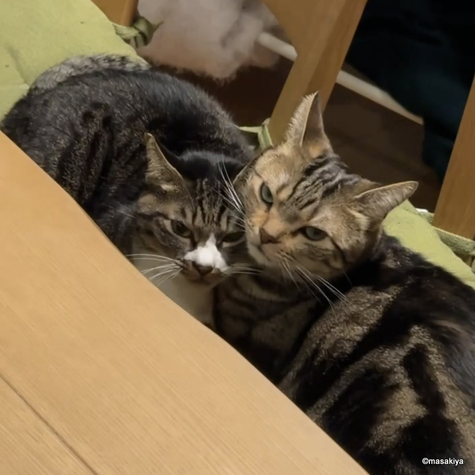 今年もあと半月の画像