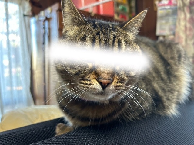 【弥富市不動産売却】猫鎮座の画像