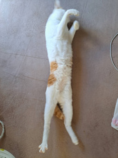 本日のネコ♪の画像