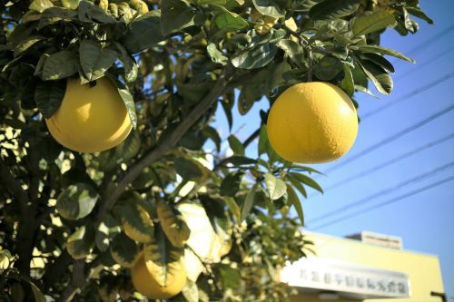 冬季休業のお知らせの画像