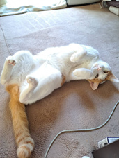 h本日のネコ♪の画像