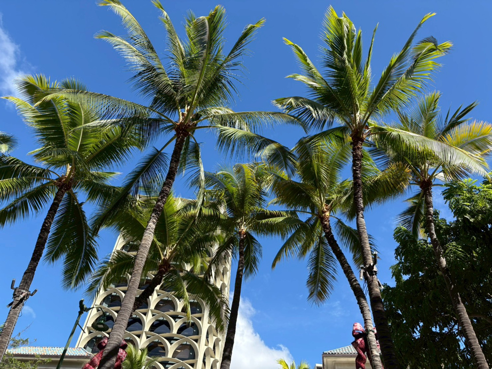 ハワイ旅行記②～got to Hawaii!!～の画像