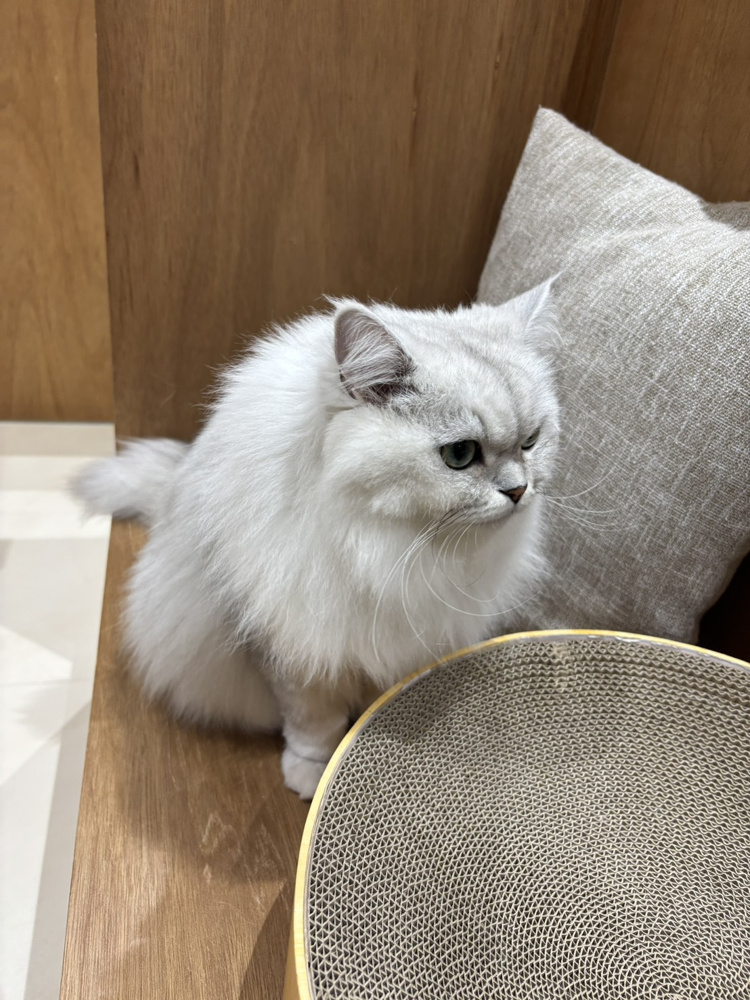 猫カフェの画像