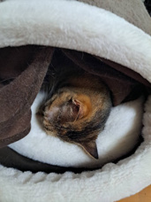 本日のネコ♪の画像