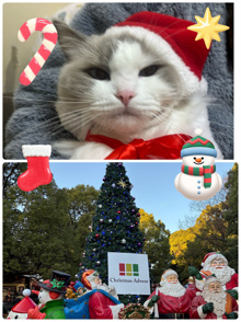 もすぐクリスマスです(^^♪の画像