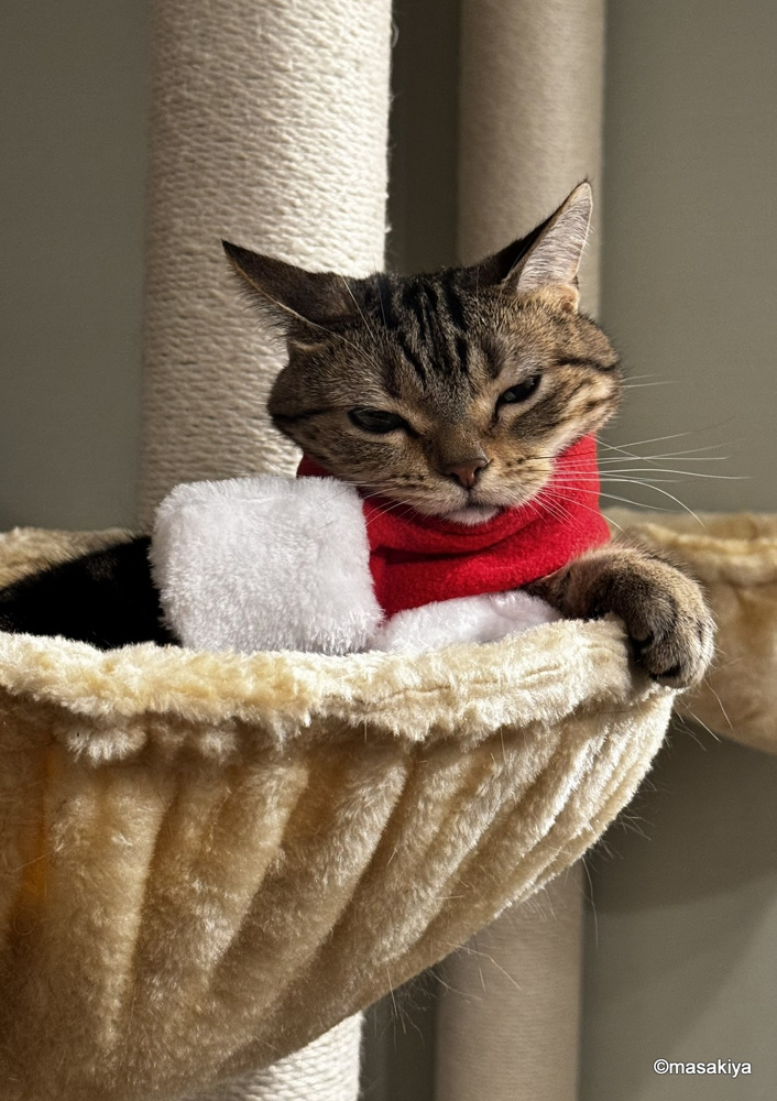 クリスマスの画像