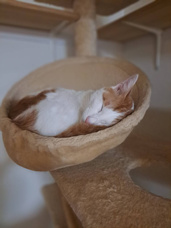 本日のネコ♪の画像