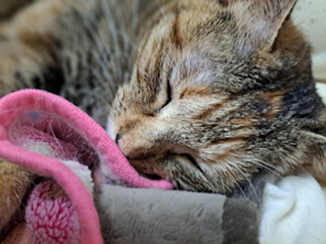 本日のネコ♪の画像