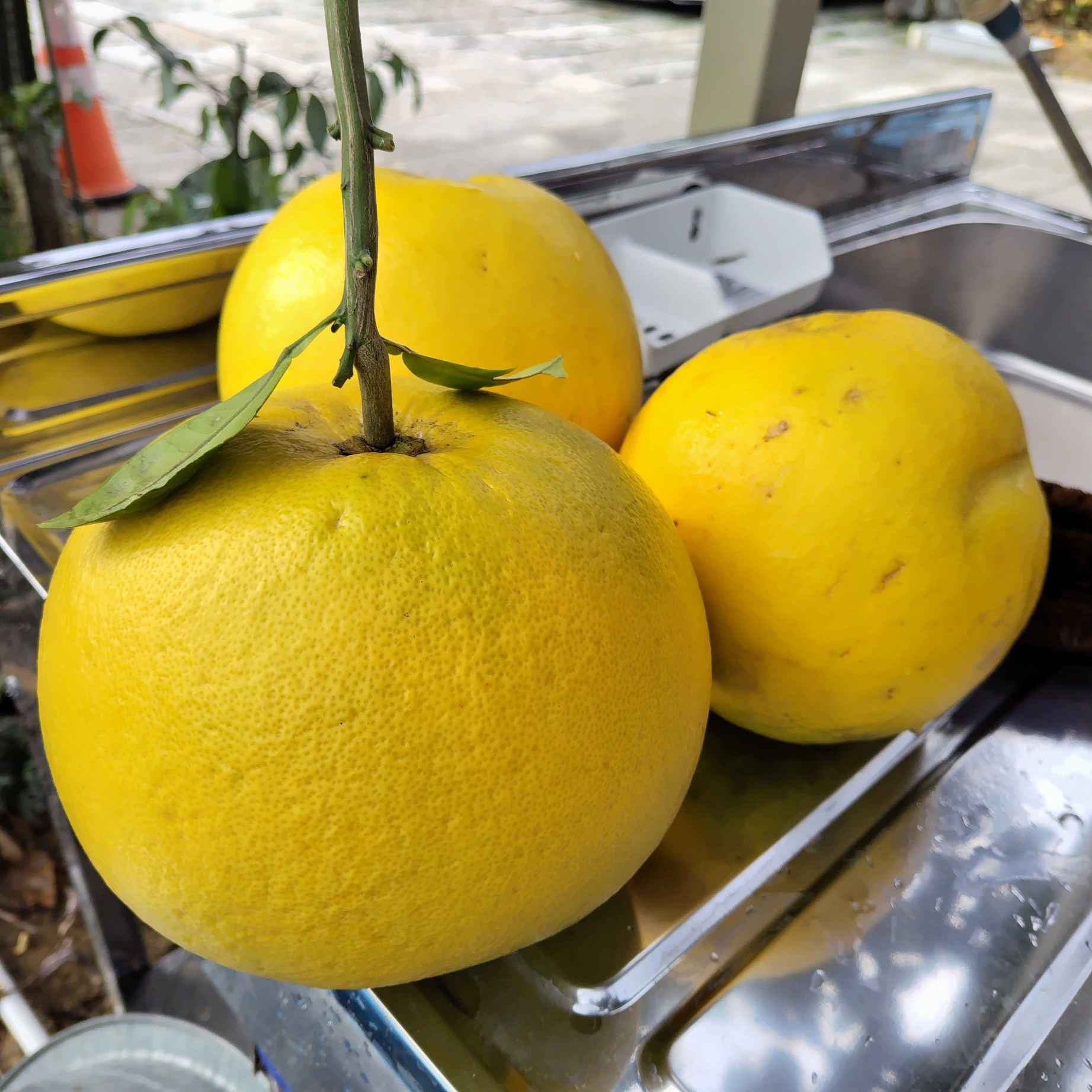 晩白柚を収穫しました。葉の汚れを落とすため、カメノコタワシで水洗い