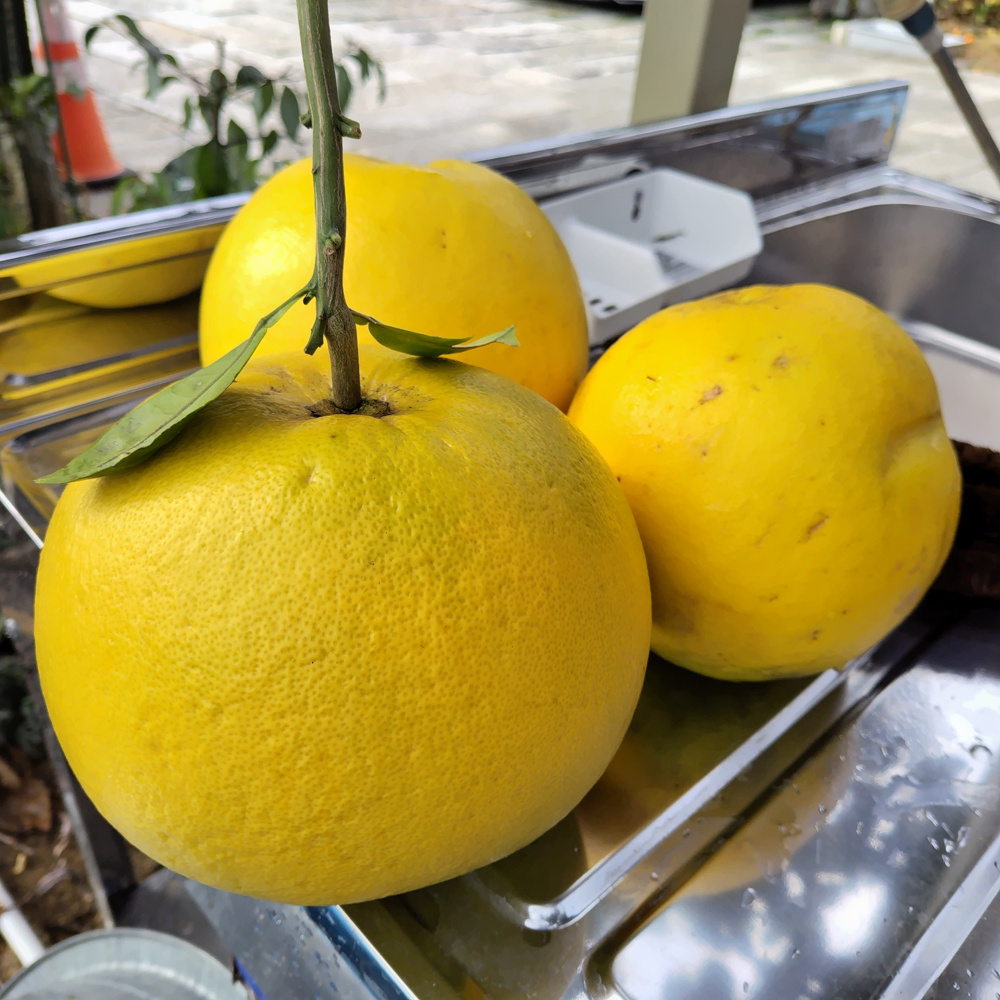 晩白柚を収穫しました。葉の汚れを落とすため、カメノコタワシで水洗いしました。の画像