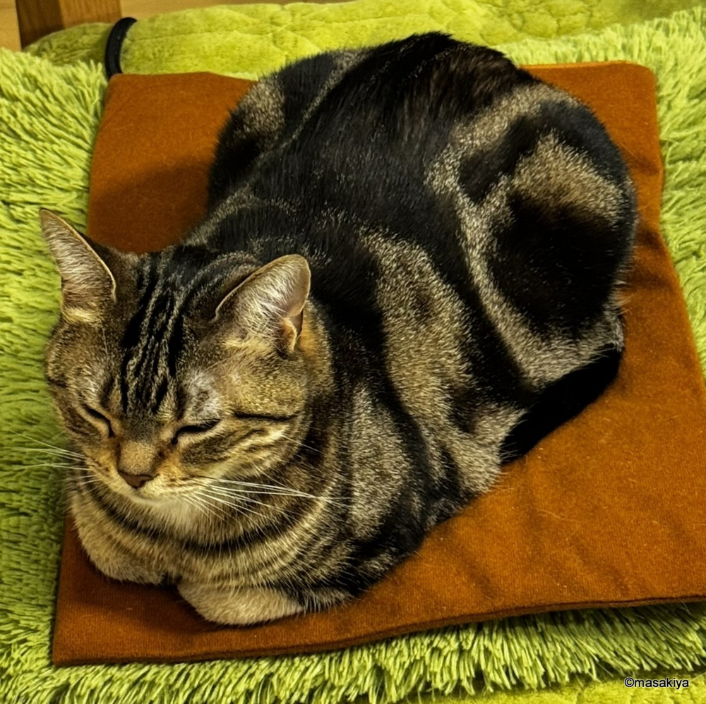 本年もよろしくお願い申し上げます。の画像