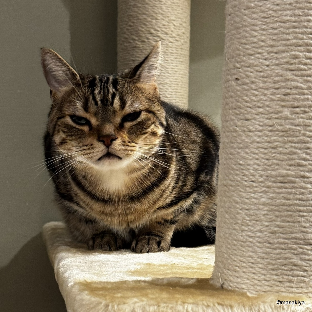 一週間ぶりのネコの画像