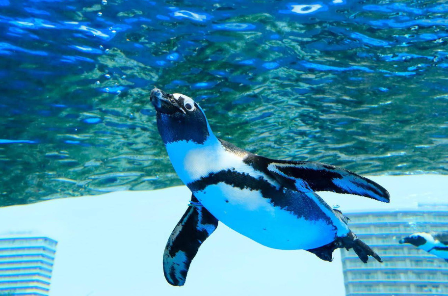 サンシャイン水族館：空と水が交差する天空のオアシスの画像