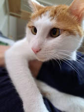 本日のネコ♪の画像