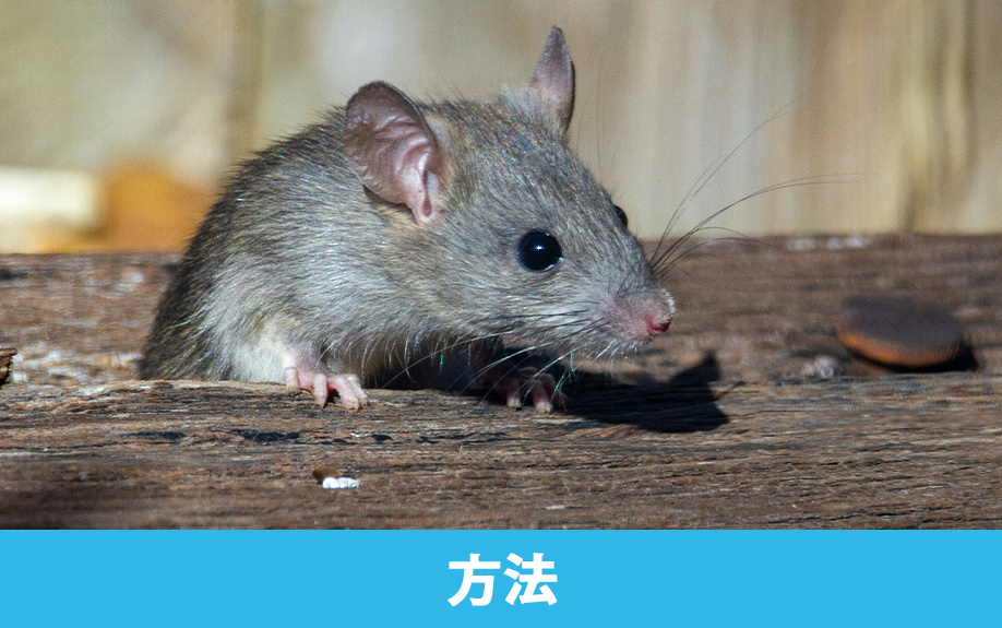 賃貸物件で実践できるネズミの駆除方法
