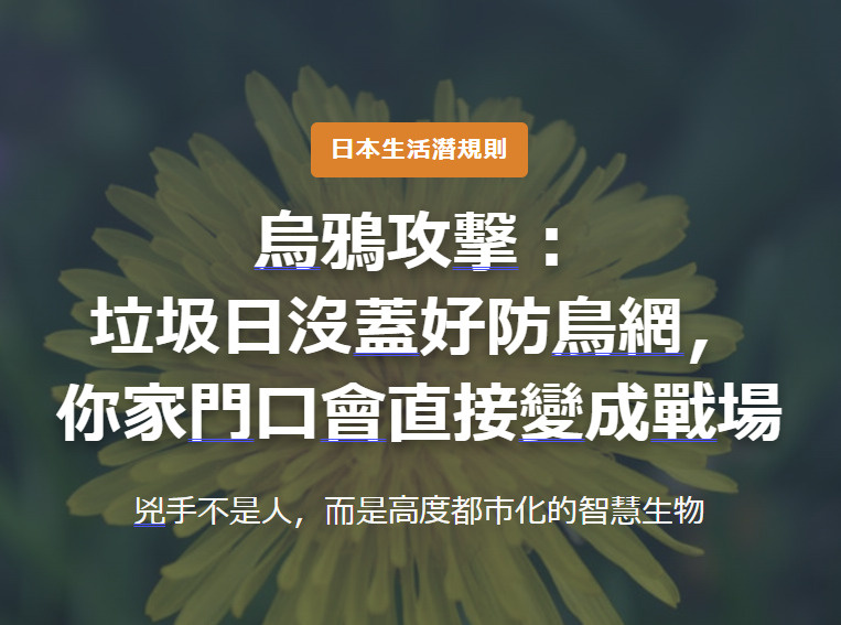 烏鴉攻擊： 垃圾日沒蓋好防鳥網， 你家門口會直接變成戰場の画像