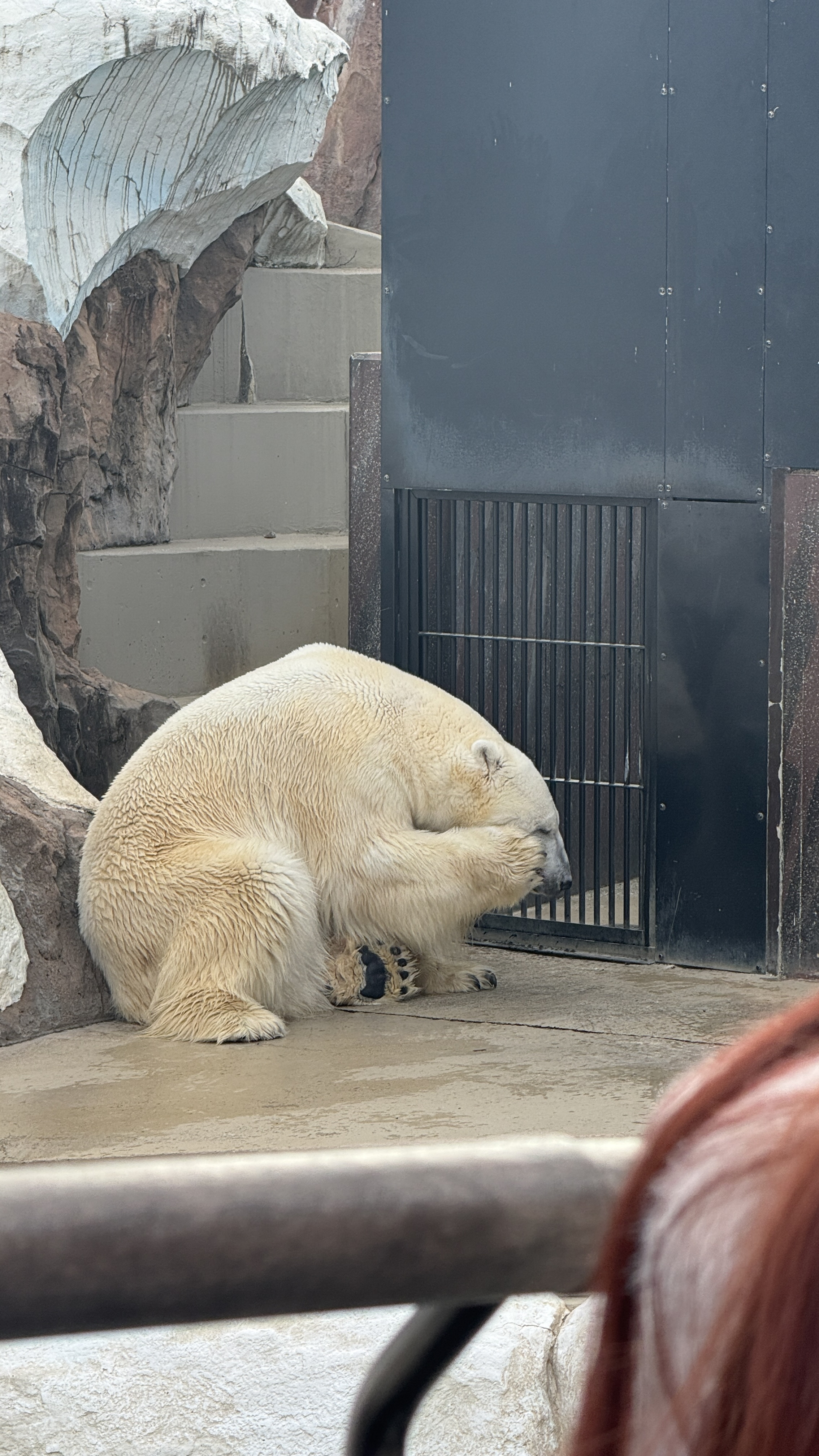 上野動物園に行ってきましたの画像