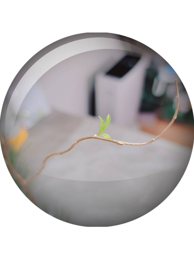 飾りだと思ったのに芽吹いてきた！！の画像