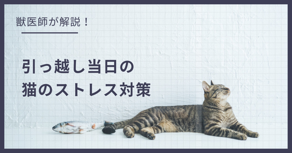 引越し当日の猫のストレスを最小限に！獣医師が教える移動と新居の慣らし方の画像