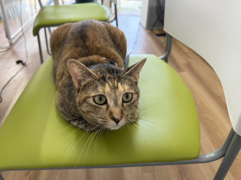 本日のネコ♪の画像