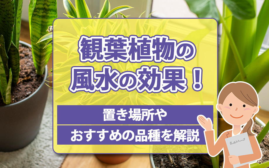 観葉植物の風水の効果！置き場所やおすすめの品種を解説の画像