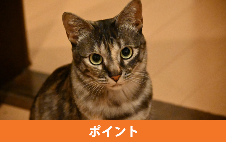 新築で猫と暮らすためのポイント