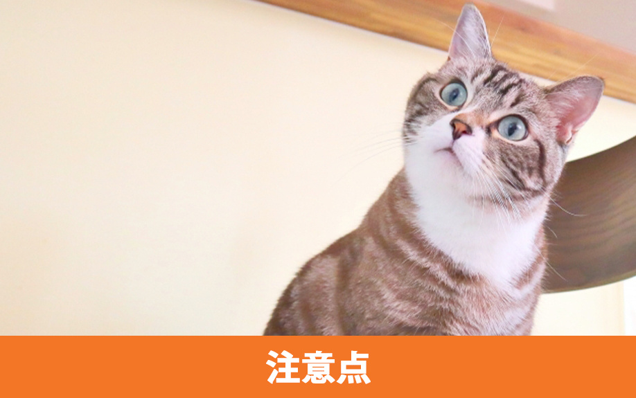 新築で猫と暮らす際の注意点