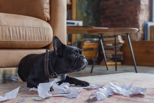 様々なメリットがある見守りカメラ