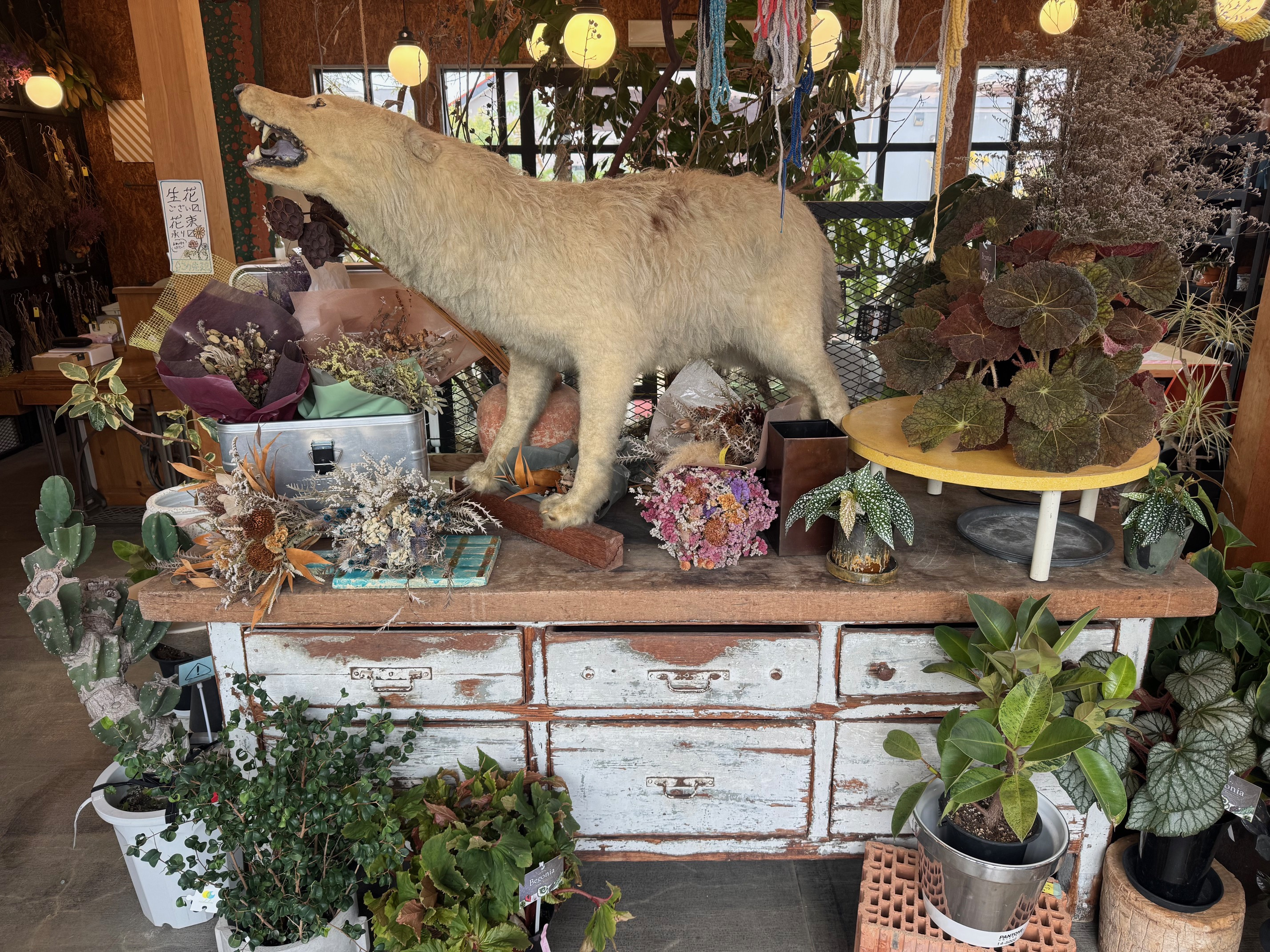 観葉植物を求めて...の画像