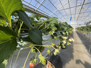 春ですね～っの画像