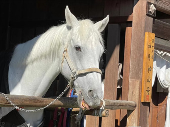 2026　ウマ年の画像