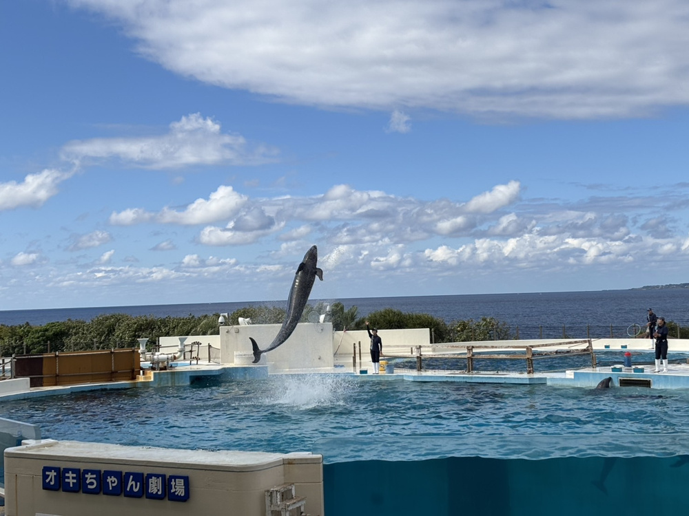 【沖縄観光】美ら海水族館オキちゃん劇場で見る感動のイルカショーの画像