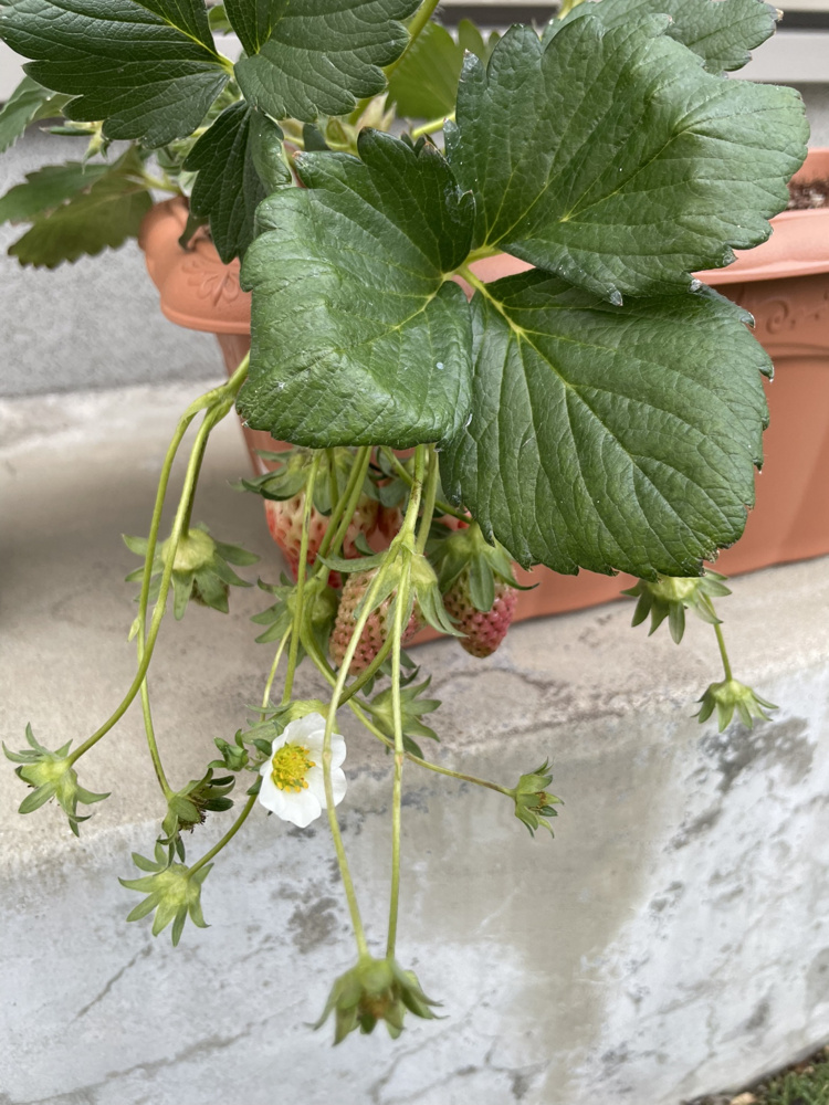 いちごの季節の画像