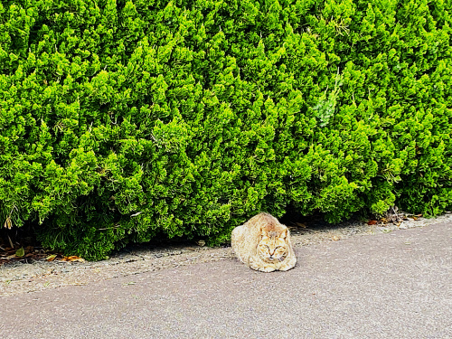 海辺で歩く猫の写真
