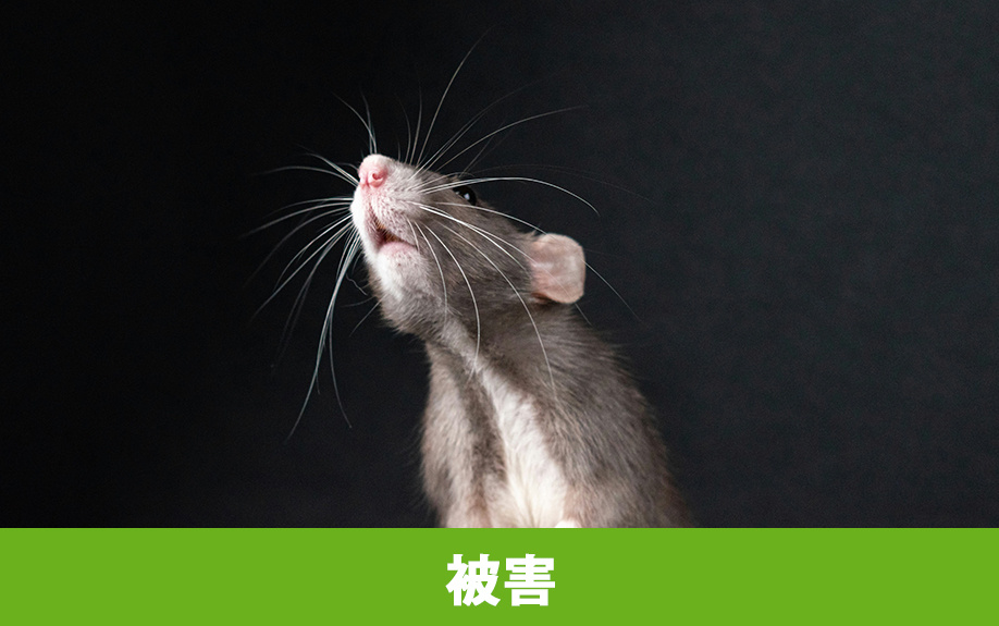  空き家放置が招く被害