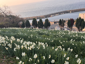 双海町の日本水仙花開道をご紹介|松山市近郊の画像