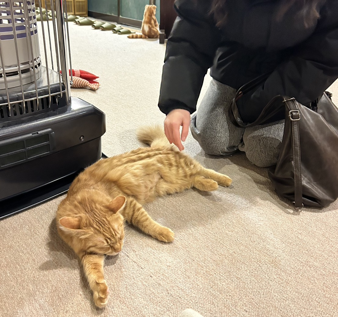 ねこのいるりょかんの画像