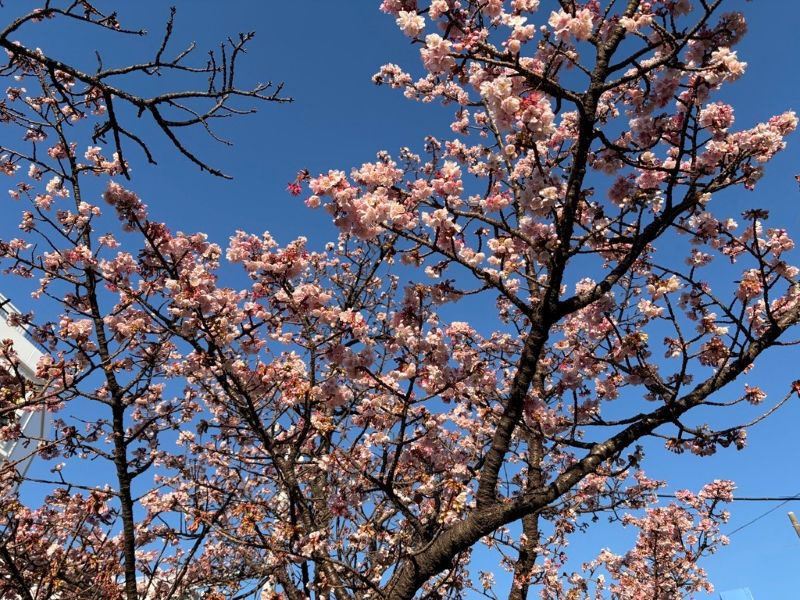 春♪の画像