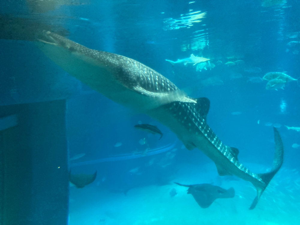 新年開幕の画像