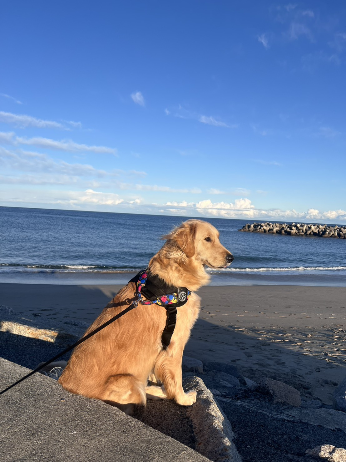 ~愛犬との時間~の画像