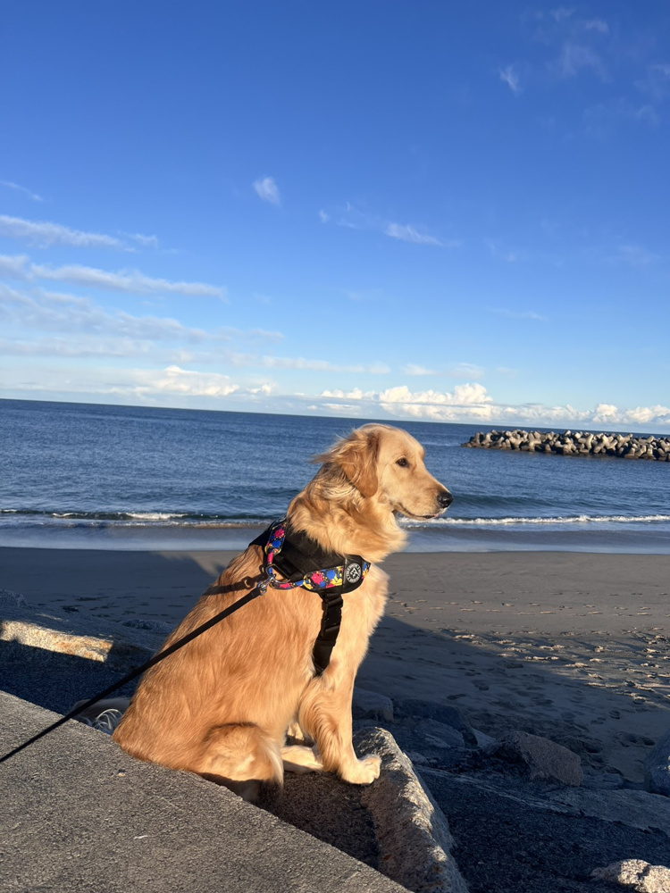 ～愛犬との時間～の画像