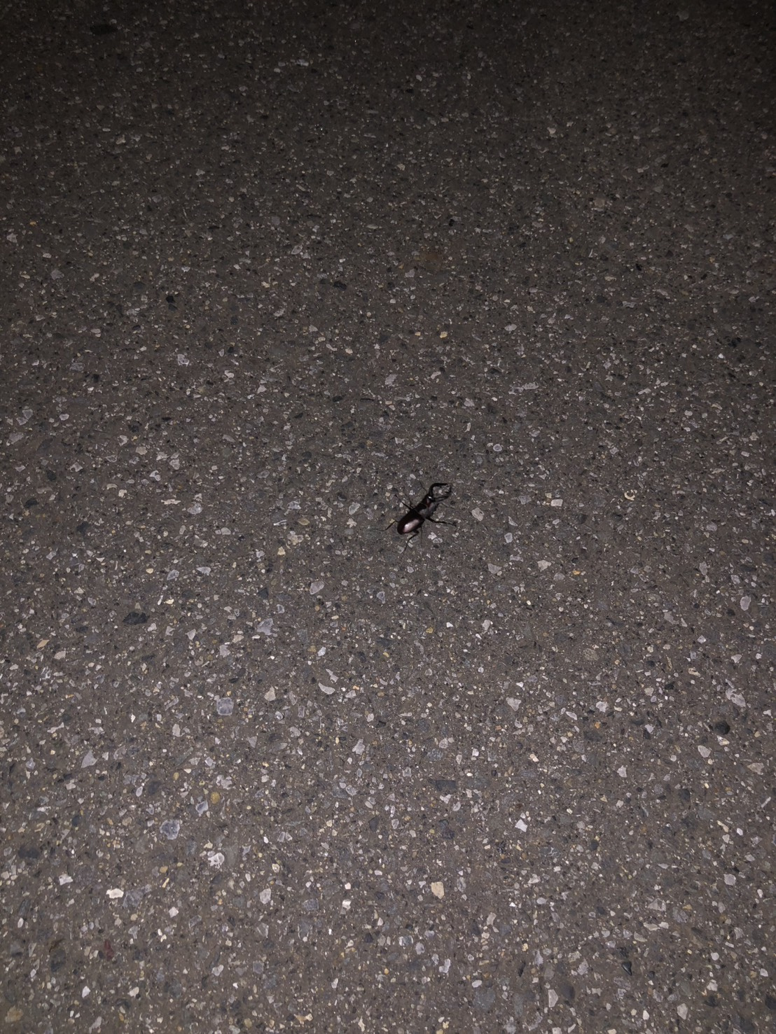 よいお年をお迎えくださいませ。の画像