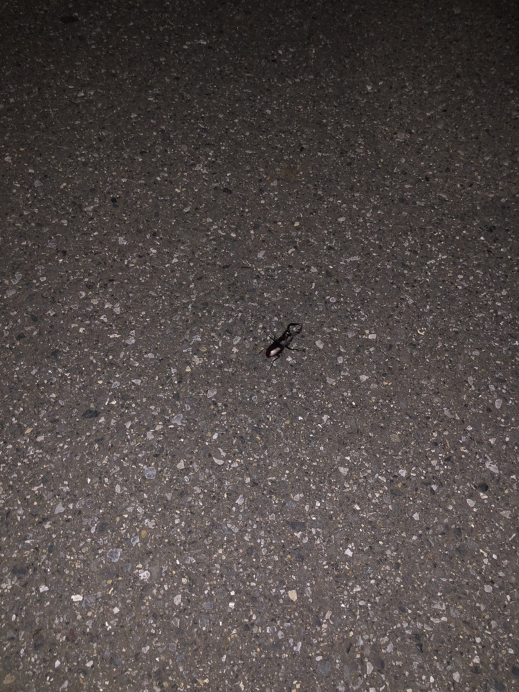 よいお年をお迎えくださいませ。の画像