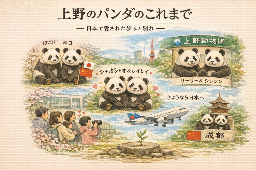 上野のパンダのこれまで ― 日本で愛された歩みと別れ ―の画像