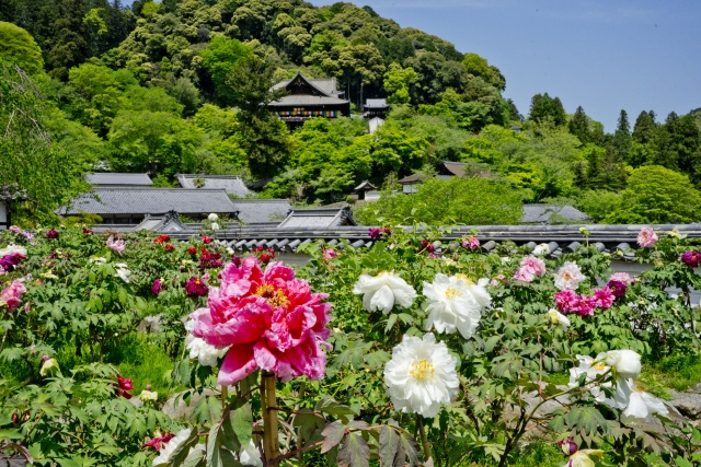 大ぶりの花が咲き誇る當麻の里ぼたん祭り】見頃やスケジュールは
